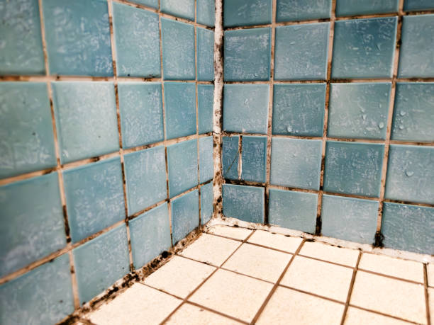 Best Air Quality Testing for Mold Spores  in Fayette, MO